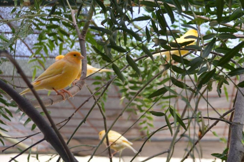 Paringa Caravan Park Renmark Exteriér fotografie